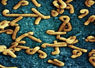 helicobacter pylori engorda o adelgaza