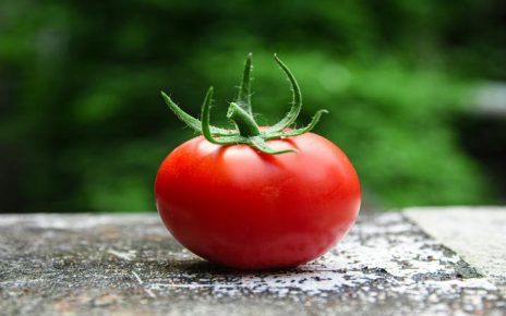 el tomate engorda