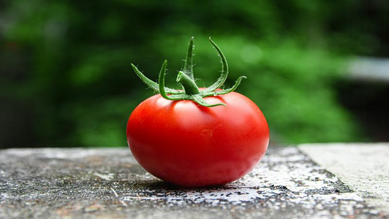 el tomate engorda